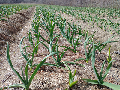 plant garlic